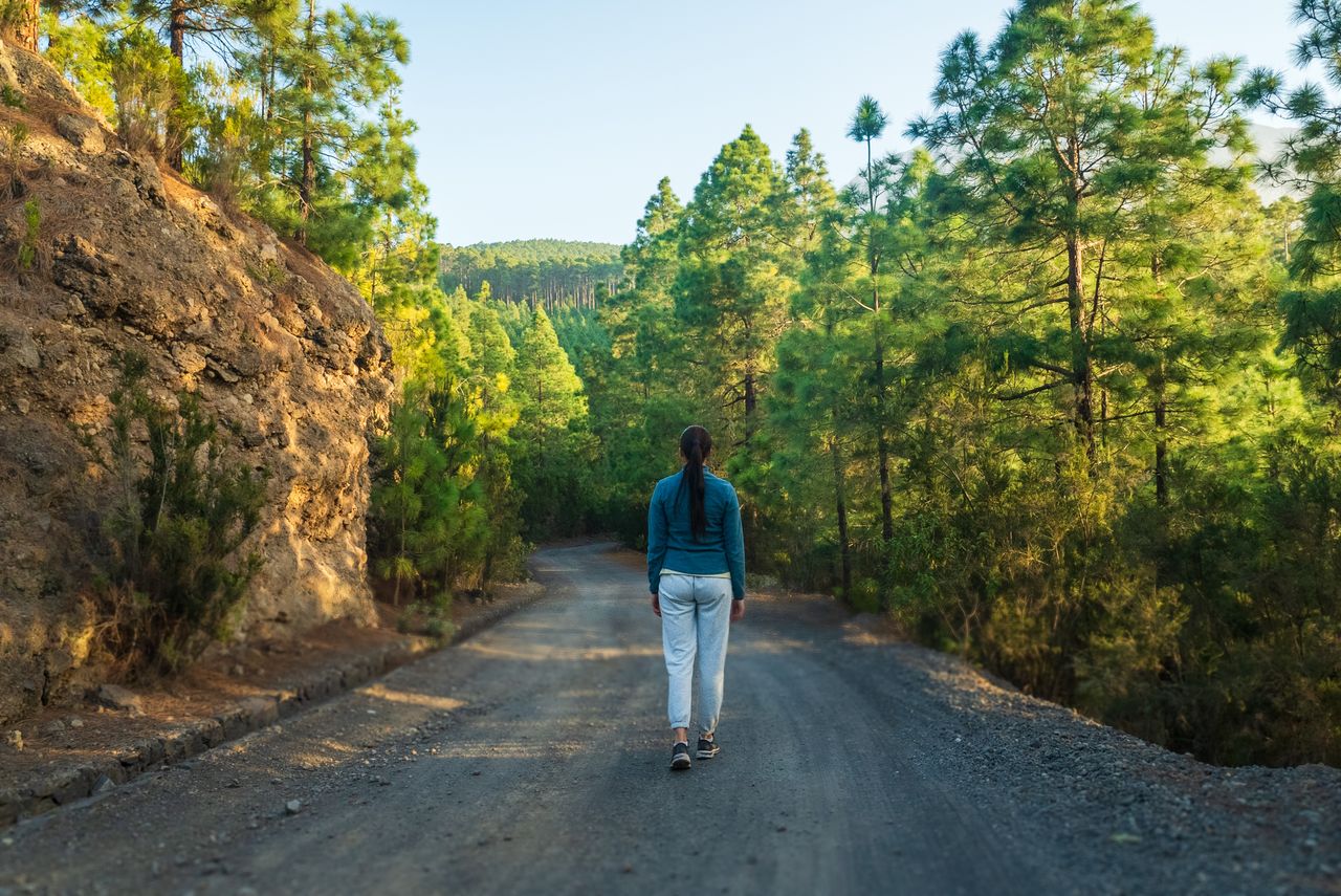 Home A woman walks on a forest road surrounded by pine trees in summer sunlight, symbolizing adventure.